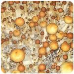Псилоцибиновые (галлюциногенные)  грибы Psilocybin "Golden Teacher" в Пестово