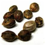 Семена марихуаны АК-47  (Seeds AK-47) в Пестово